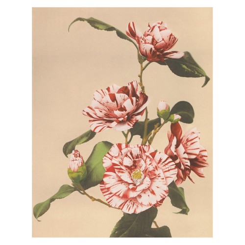 Rotes botanisches - rotes,