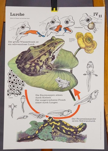 Poster lehrtafel plakat - poster,