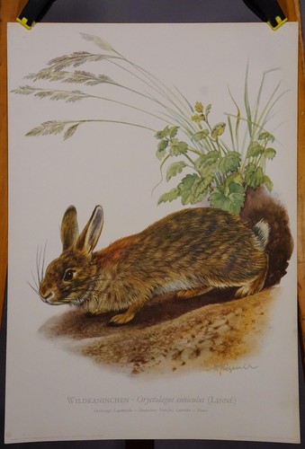 Landhausstil plakat poster - landhausstil,