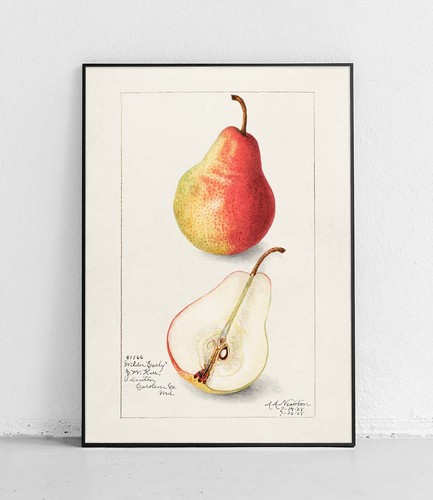 Birne usda aquarell obst und - aquarell,