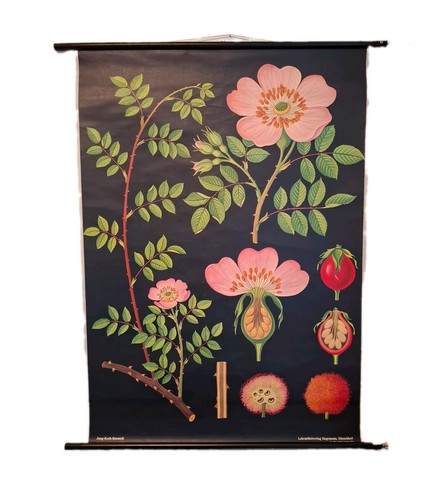 Heckenrose stadien hagemann - heckenrose,