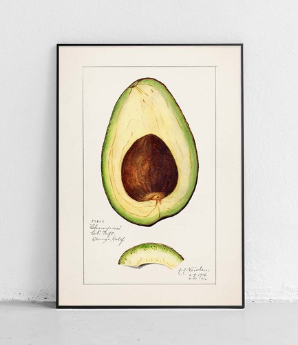 Avocado usda aquarell obst - usda,