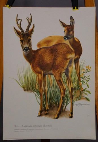 Poster plakat wandkarte - poster,